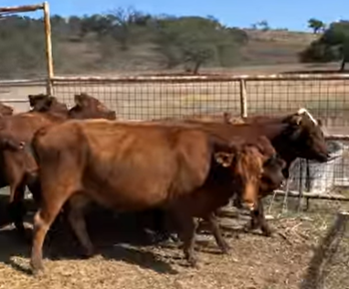 30 Santa Gertrudis & Santa Gertrudis/Red Angus Cows... Central TX