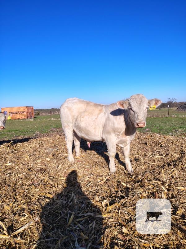 10 Reg. Charolais Bulls... North TX thumbnail 3