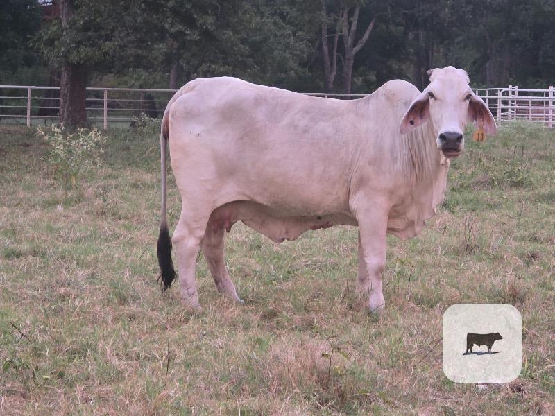 20 Brahman Cows w/ 9+ Calves... Northwest LA
