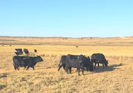 150 Angus Cows... Southwest ND
