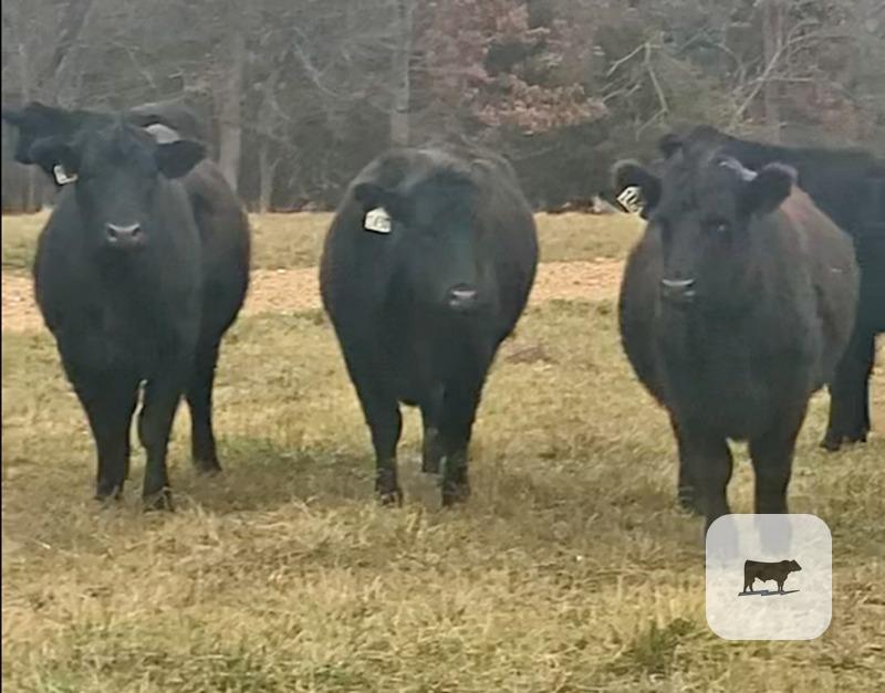 45 Purebred Angus Bred Heifers... Central MO thumbnail 4