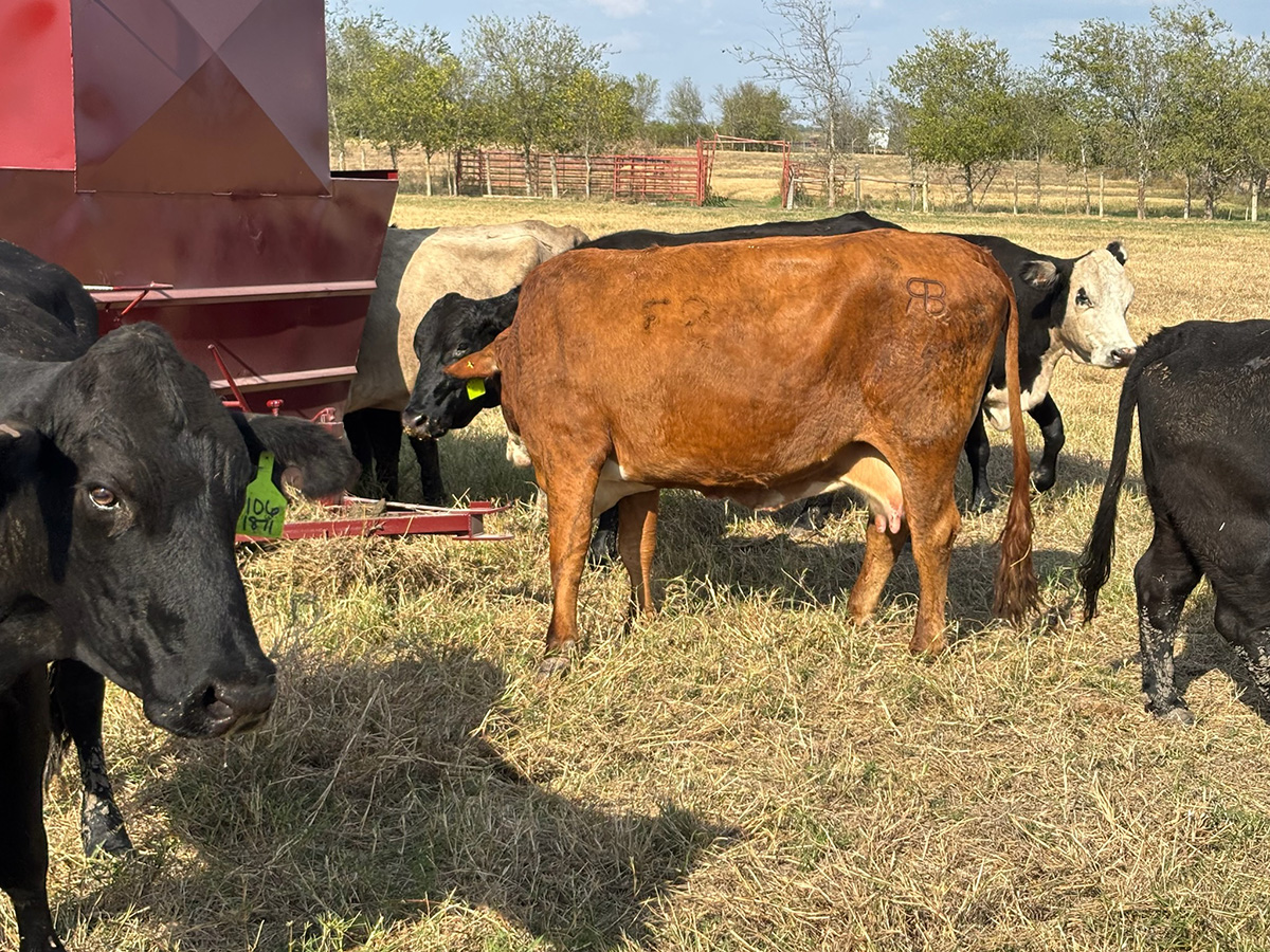 44 Crossbred Cows... Central TX