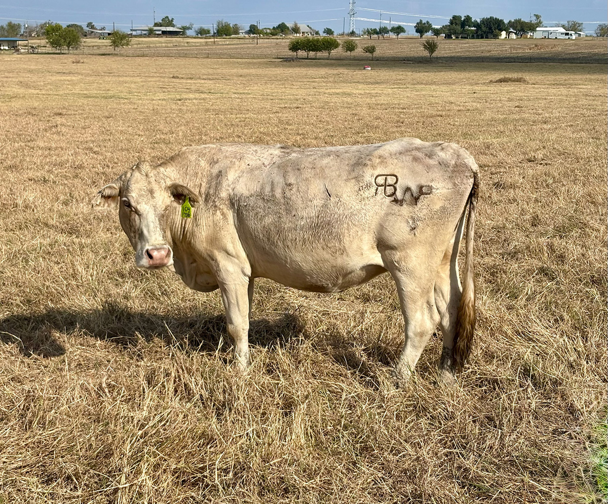 44 Crossbred Cows... Central TX thumbnail 2