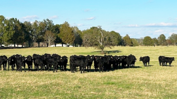 50 Brangus Rep. Heifers... East TX