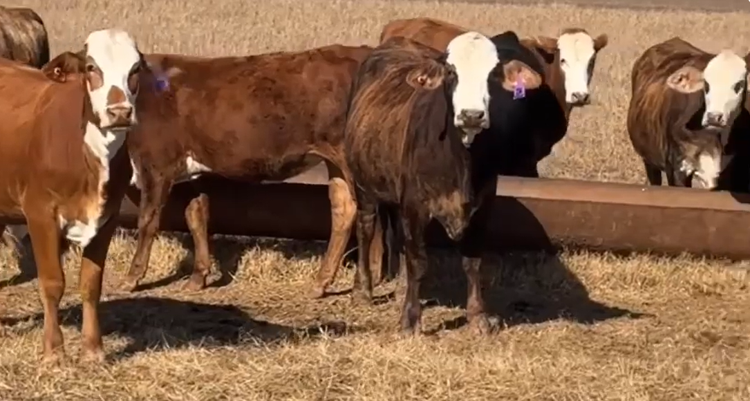 50 F1 Braford/Tigerstripe Bred Heifers... S. Central OK
