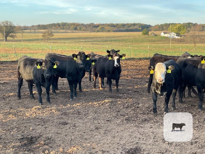 86 Angus & BWF Rep. Heifers... Southwest MO thumbnail 5