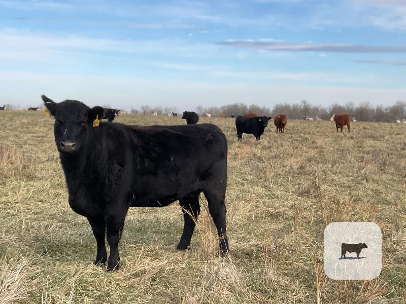 40 Angus, BWF, Red Angus, RWF & Charolais Cross Cows... SW Missouri thumbnail 5