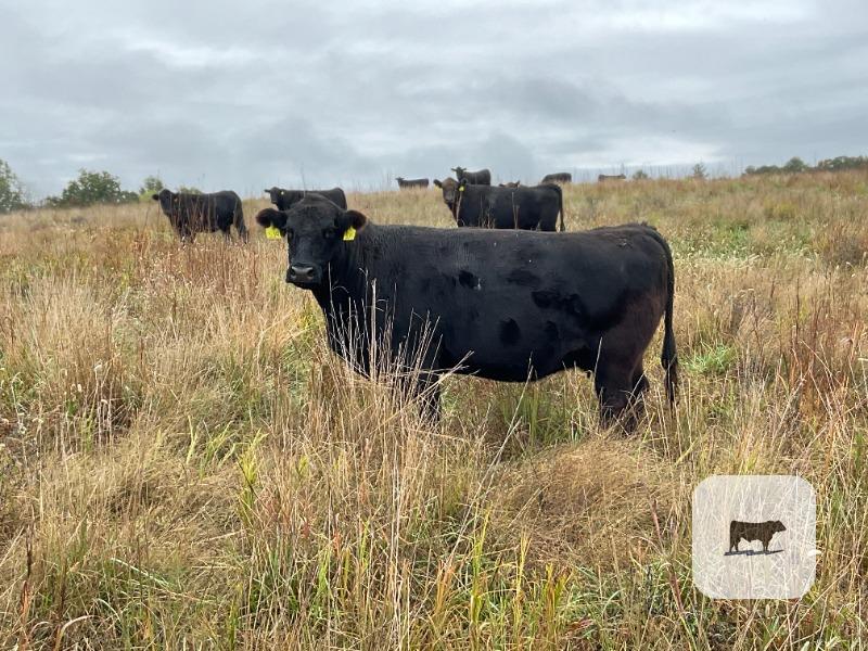 40 Angus & BWF Cows... SW Missouri thumbnail 5