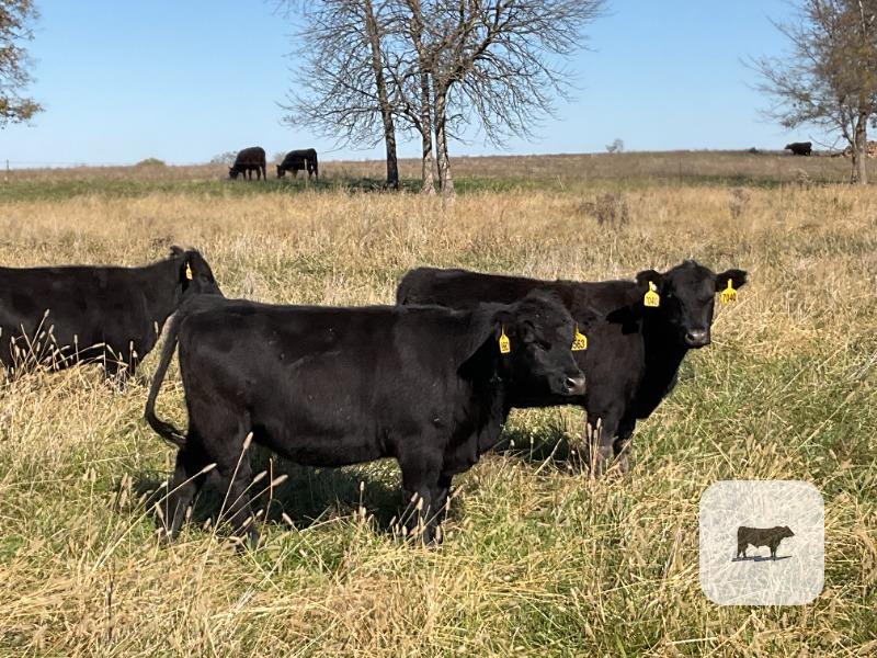 85 Angus & BWF Rep. Heifers... Southwest MO thumbnail 5
