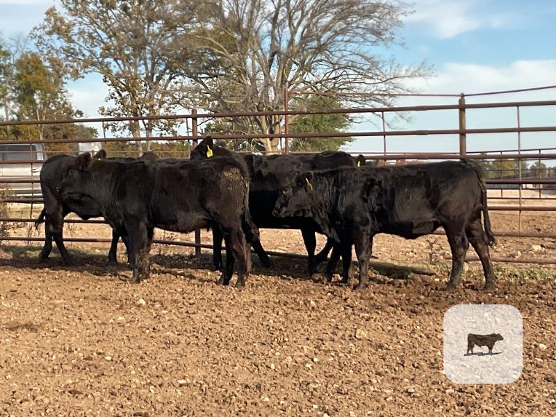 7 Angus Bred Heifers... Southwest MO thumbnail 5