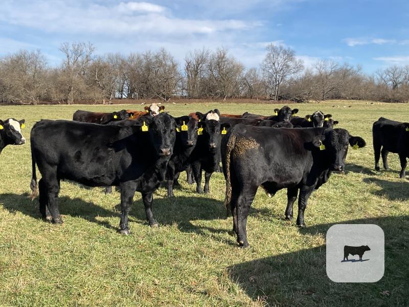40 Angus, BWF, Red Angus, RWF & Charolais Cross Cows... Southwest MO thumbnail 5