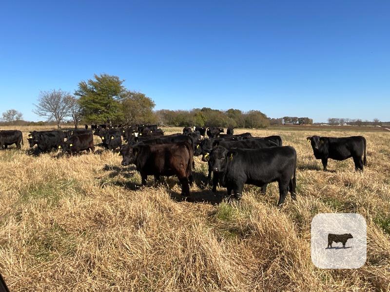 75 Angus & BWF Rep. Heifers... Southwest MO thumbnail 5