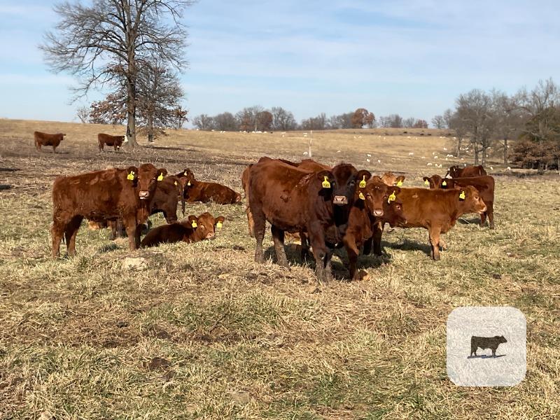 75 Red Angus, RWF & Charolais Cross Rep. Heifers... Southwest MO thumbnail 5