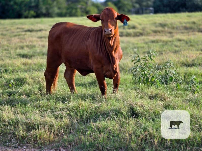 10 Reg. Beefmaster Rep. Heifers... Central TX thumbnail 6
