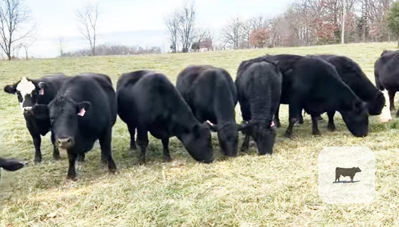 16 Angus & BWF Cows... Southwest MO