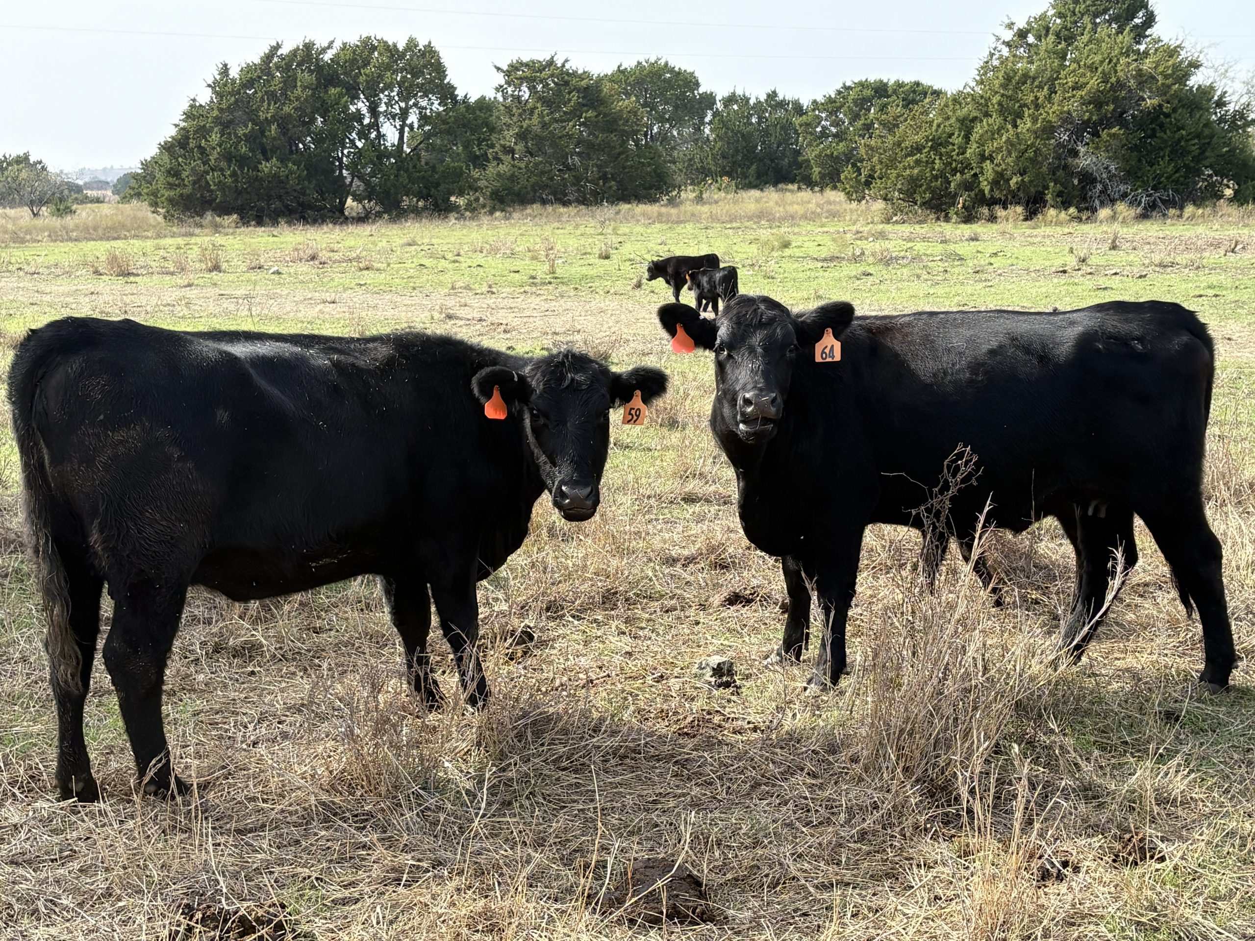 50 Angus 1st-Calf Pairs... N. Central TX thumbnail 2