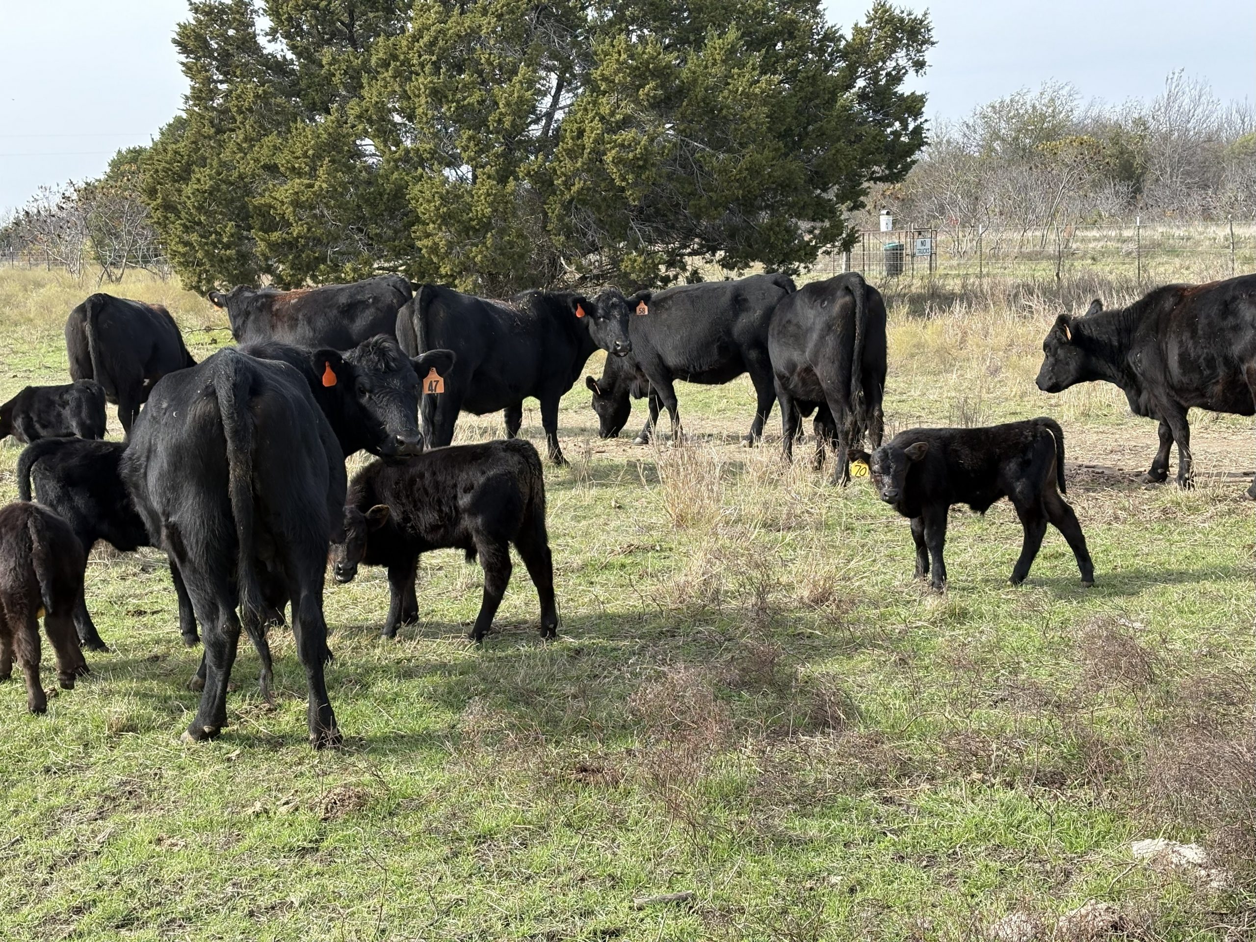 50 Angus 1st-Calf Pairs... N. Central TX thumbnail 4