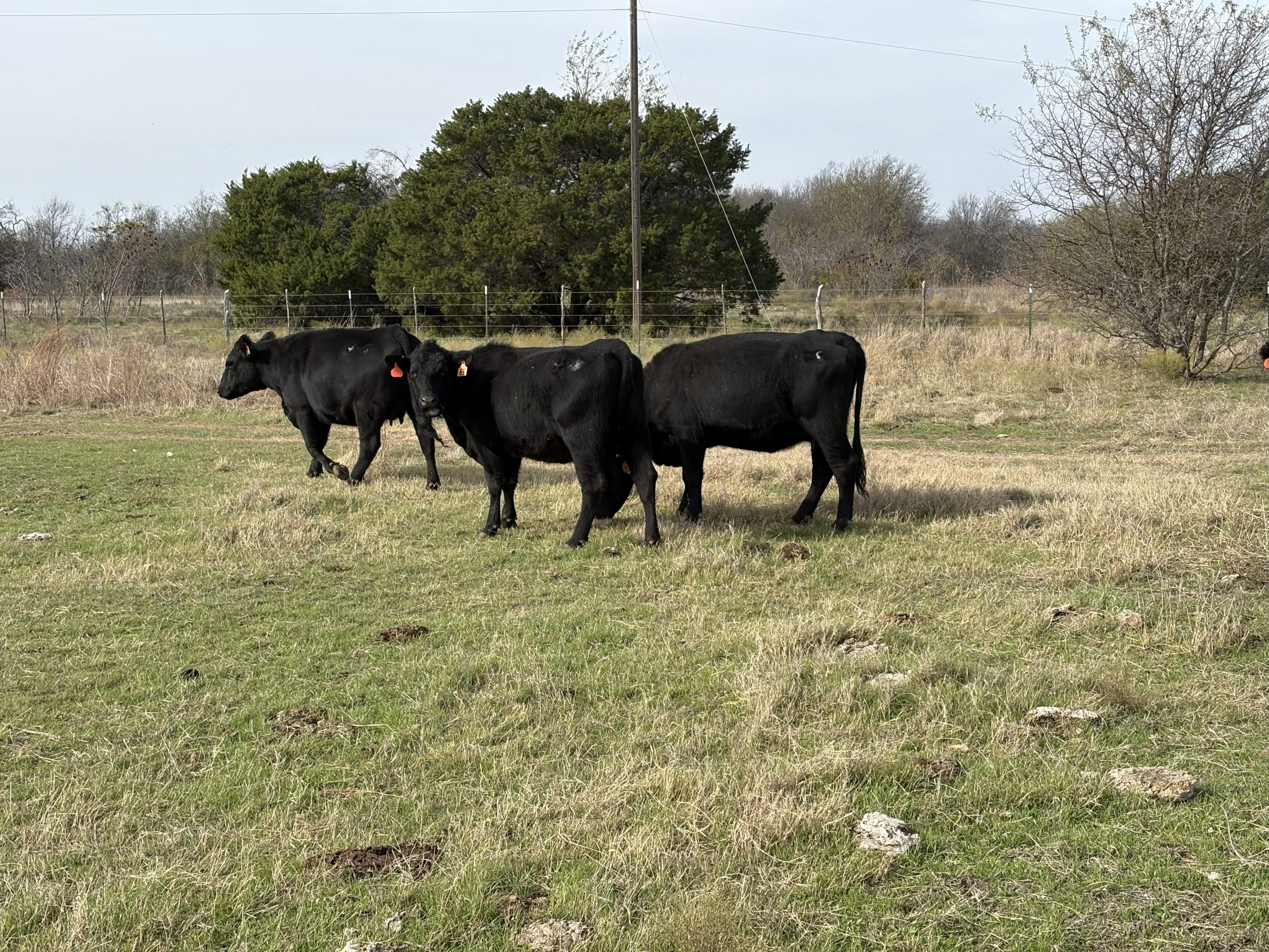 50 Angus 1st-Calf Pairs... N. Central TX thumbnail 5