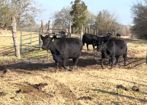 10 Angus & Angus Cross 2nd-Calf Pairs... Northeast TX