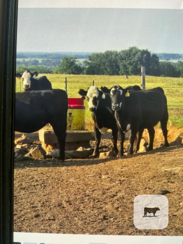 45 Angus Black Baldy Bred Heifers... Central OK