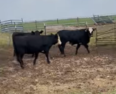 100 Angus, Charolais, Red Angus Rep. Heifers... W. Central TX thumbnail 2