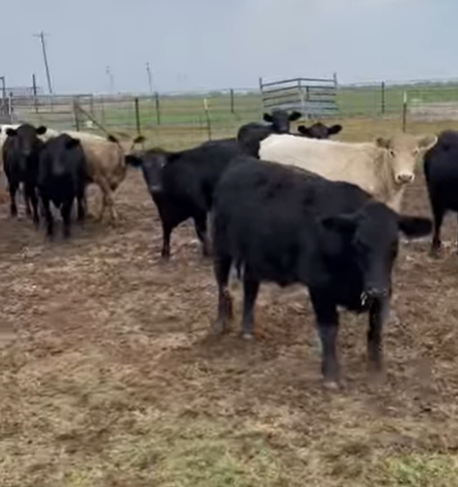 100 Angus, Charolais, Red Angus Rep. Heifers... W. Central TX