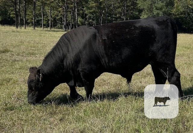 1 Reg. Lim-Flex Bull... Southeast TX
