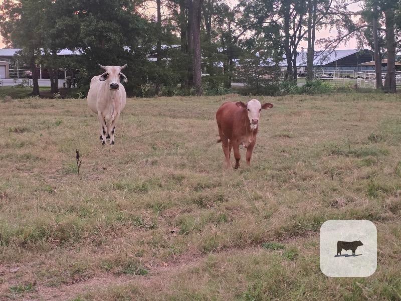 20 Brahman Cows w/ 9+ Calves... Northwest LA thumbnail 4