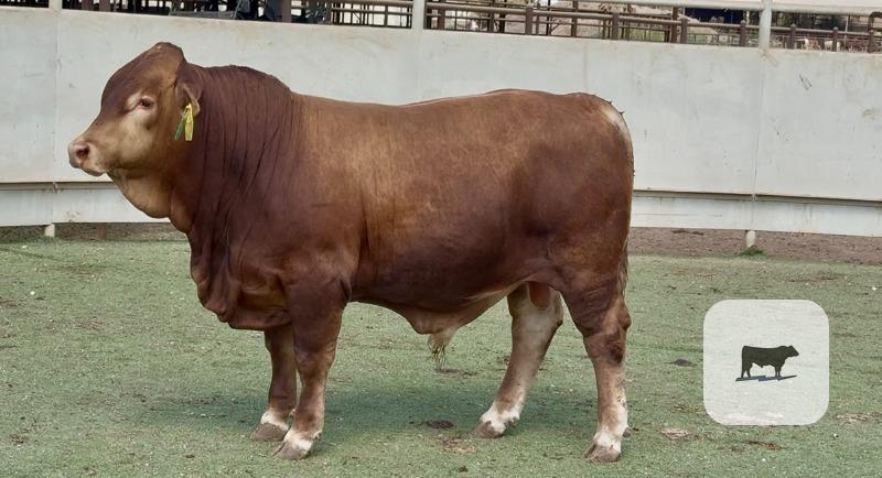 8 Beefmaster Bulls for Sale or Lease... Central TX