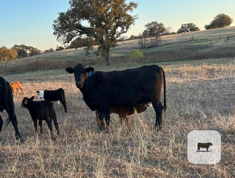 10 Brangus 1st-Calf Pairs... N. Central TX thumbnail 4
