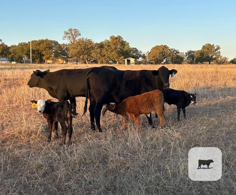 10 Brangus 1st-Calf Pairs... N. Central TX thumbnail 3