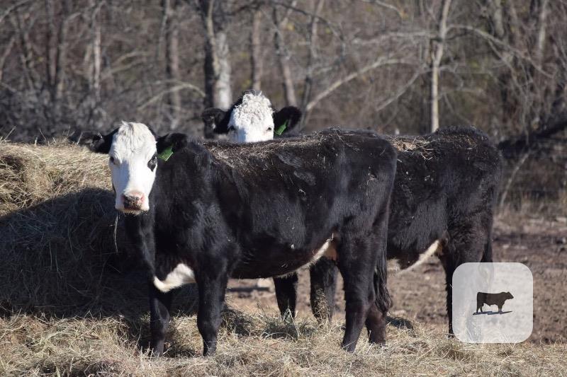 90 Angus and BWF Cows... E. Central OK thumbnail 6