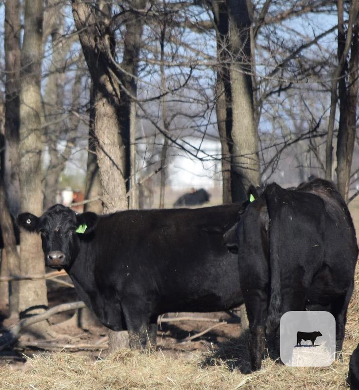 90 Angus and BWF Cows... E. Central OK