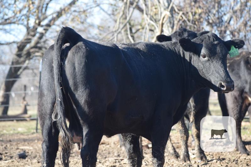 90 Angus and BWF Cows... E. Central OK thumbnail 2
