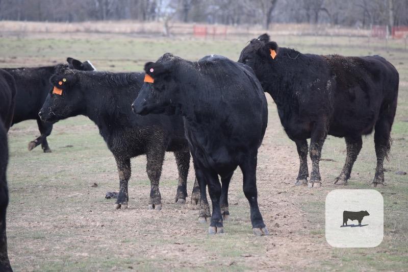90 Angus & BWF Cows... E. Central OK thumbnail 6