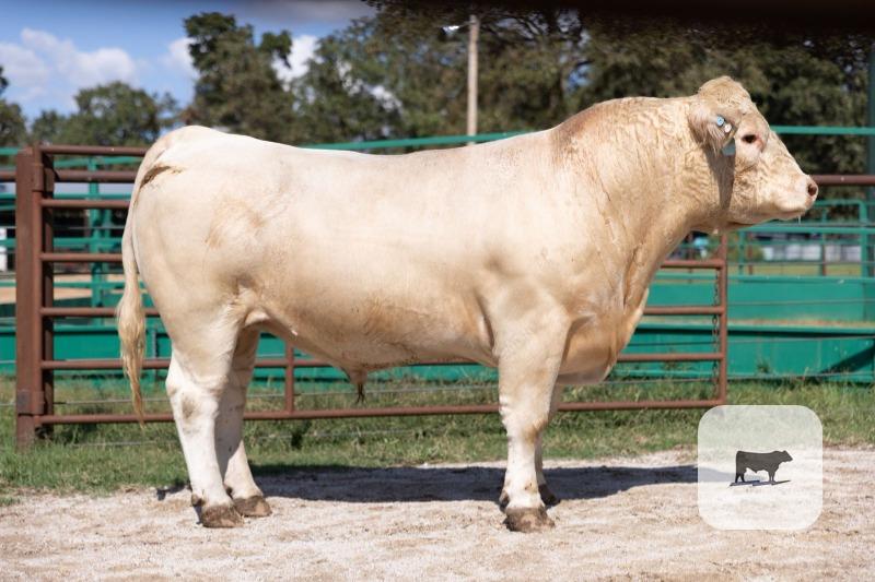40 Charolais Bulls... Southwest MO