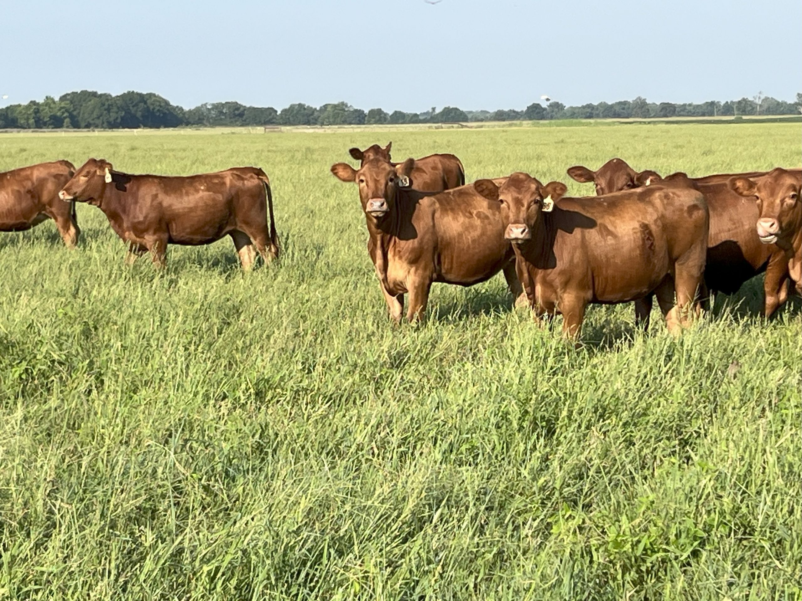 107 Red Angus Cross Rep. Heifers... Northeast LA