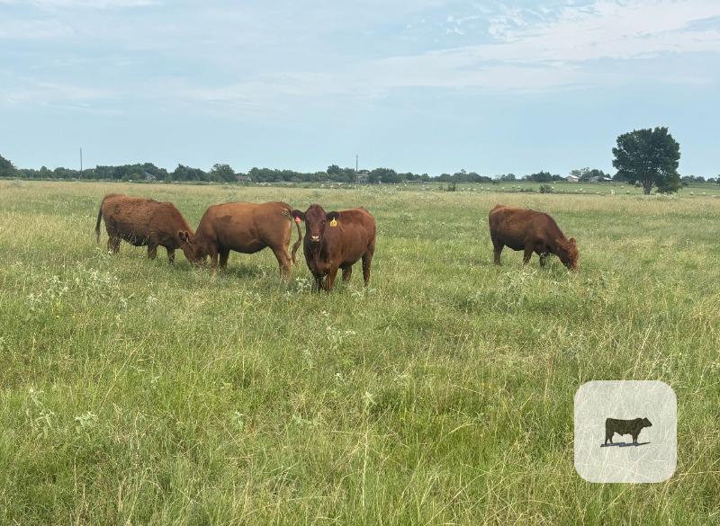 16 Red Angus Bred Heifers... N. Central TX