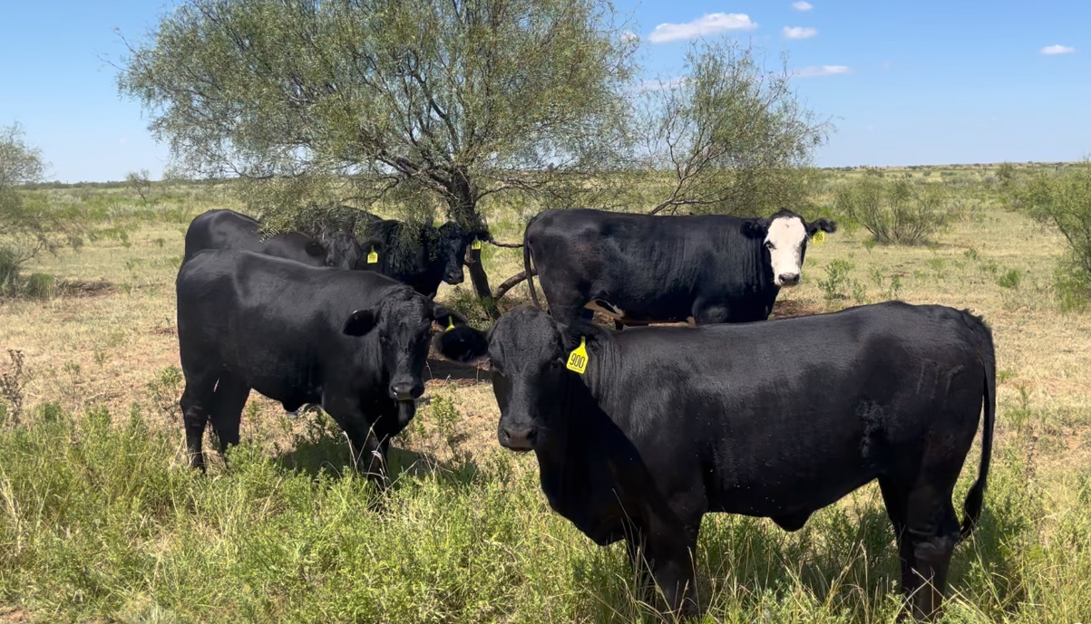 192 Angus & Angus Plus Bred Heifers... TX Panhandle