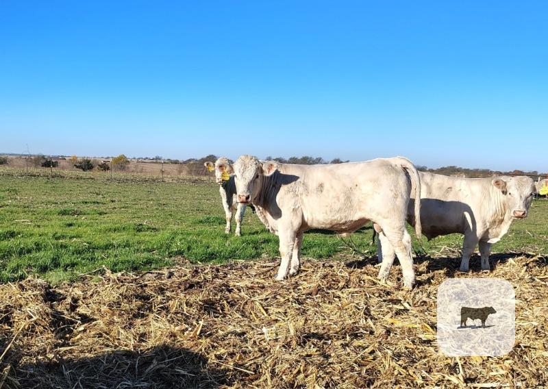 10 Reg. Charolais Bulls... North TX thumbnail 4