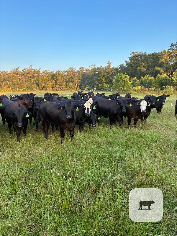 60 Brangus Bred Heifers... Northern FL