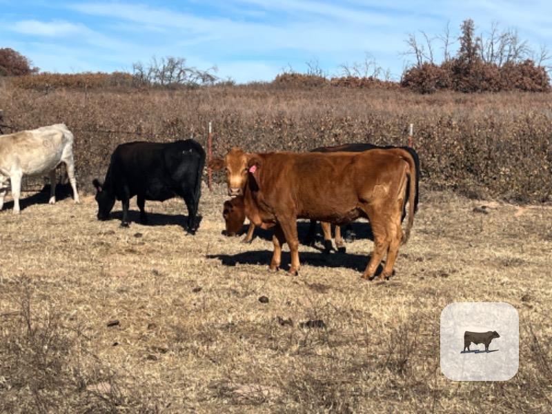 40 Angus, Charolais, & Red Angus Cows w/ 15+ Calves... Northwest OK thumbnail 3