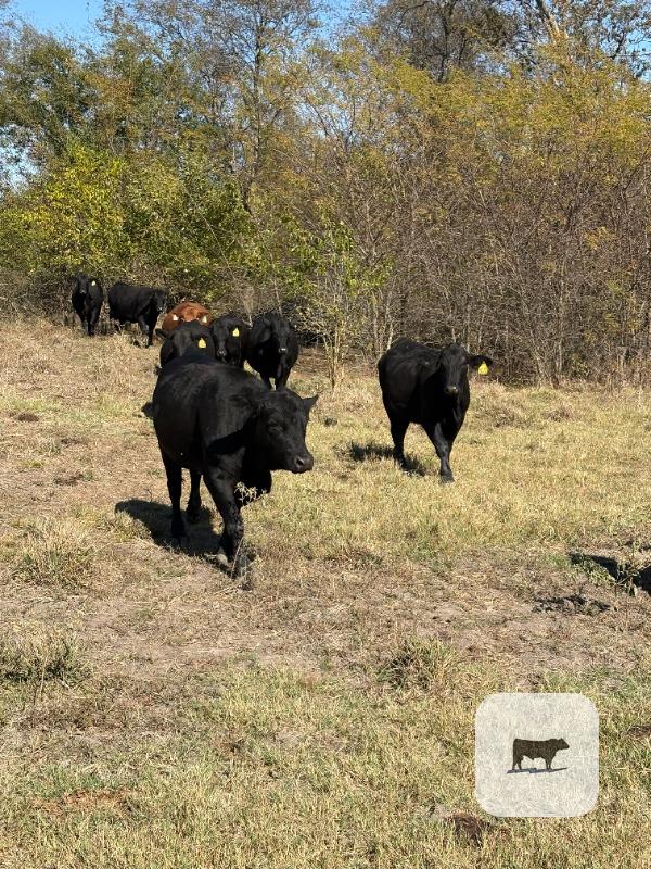 213 Angus Plus Bred Heifers... Northeast TX thumbnail 6