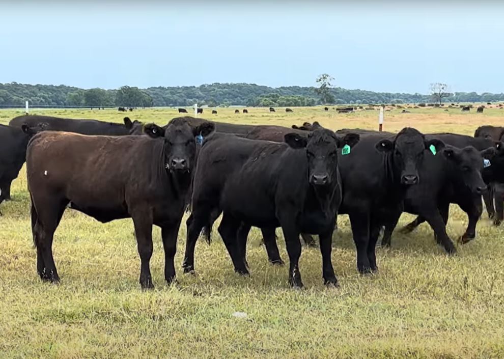 31 Angus Bred Heifers... Central OK