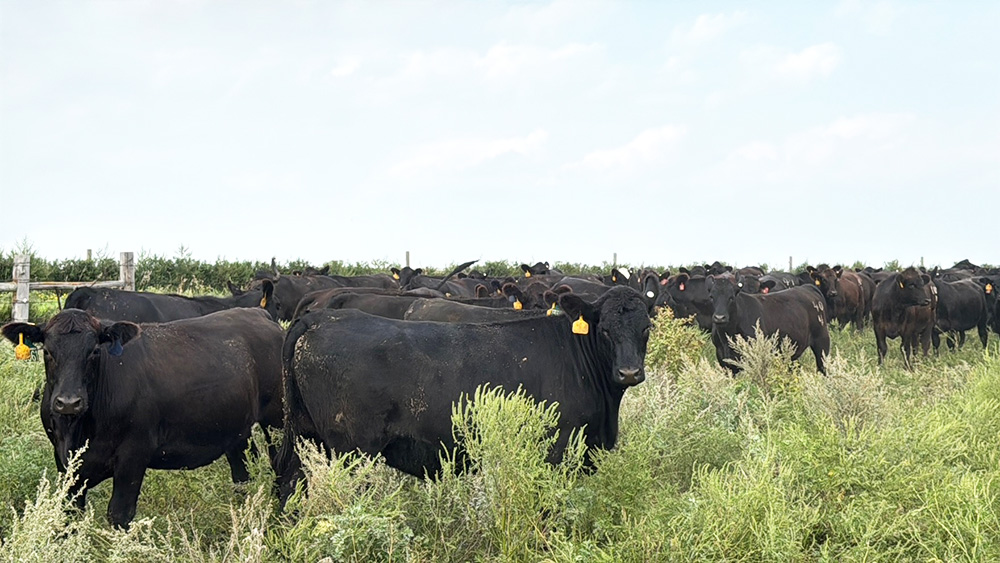 80 Angus & SimAngus Bred Heifers... Northeast SD ~ FD