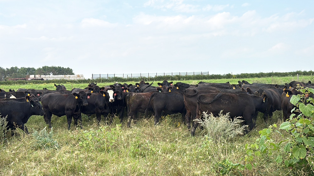 80 Angus & SimAngus Bred Heifers... Northeast SD ~ FD thumbnail 3