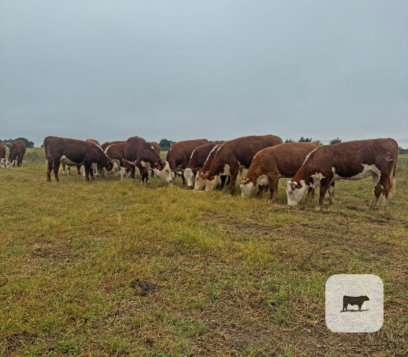 18 Reg. Hereford Rep. Heifers... Northeast TX thumbnail 6