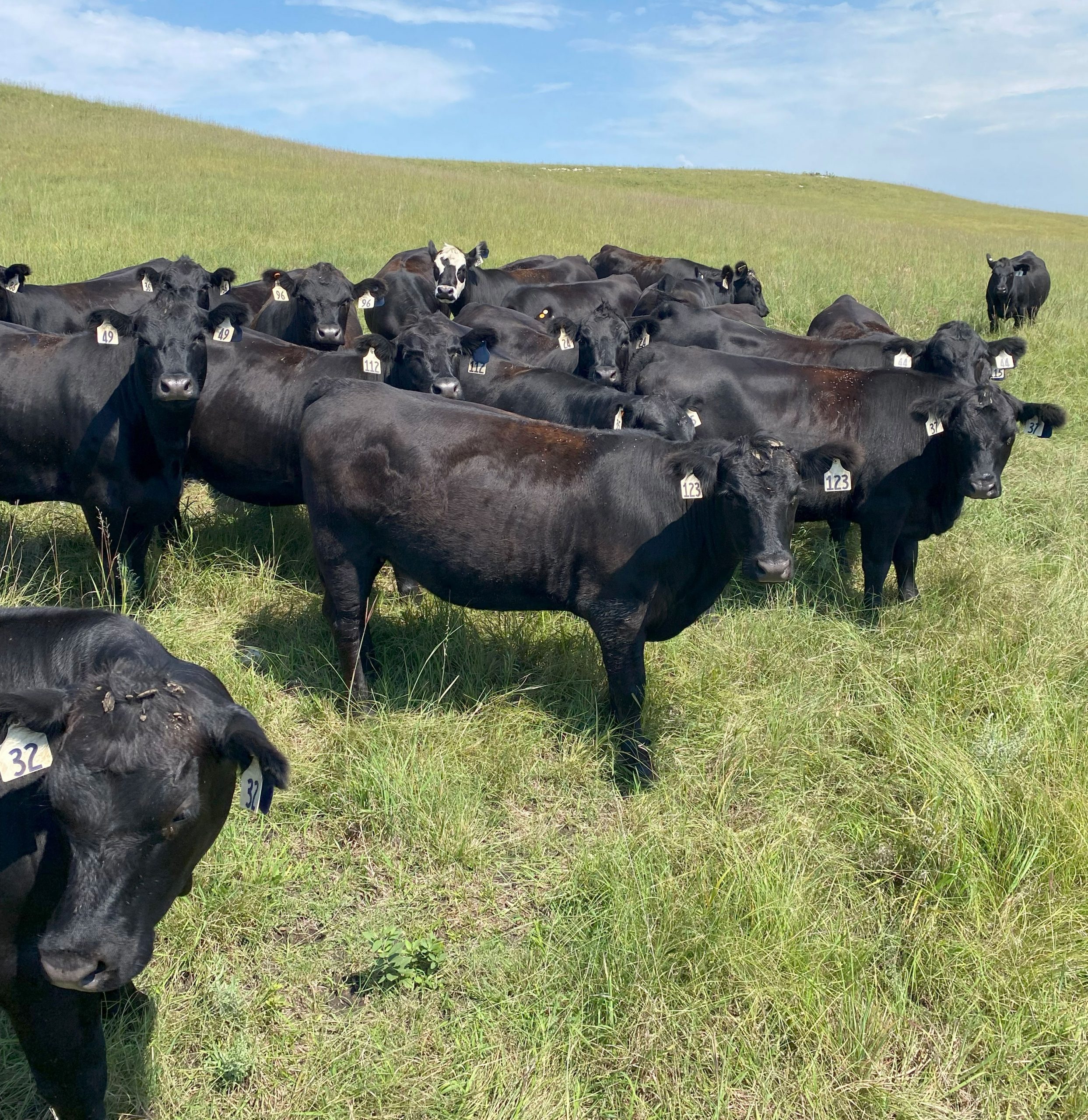80 Angus Bred Heifers... E. Central KS