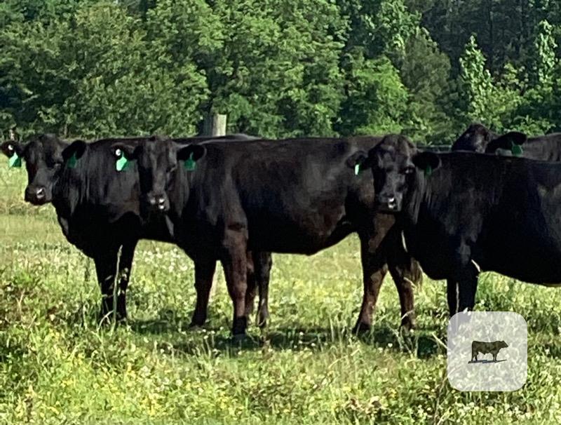 40 Angus Cows, 3 to 6 Years Old