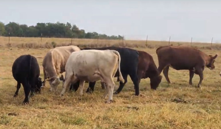 90 Angus, SimAngus, Red Angus & Charolais Cows... Southwest MO